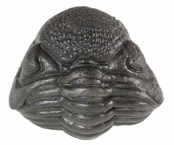 Enrolled Pedinopariops Trilobite - wide! #47287